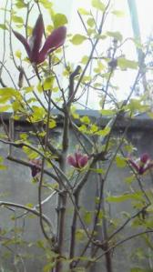 uNv
