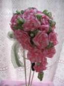 ���{���X�N�[��